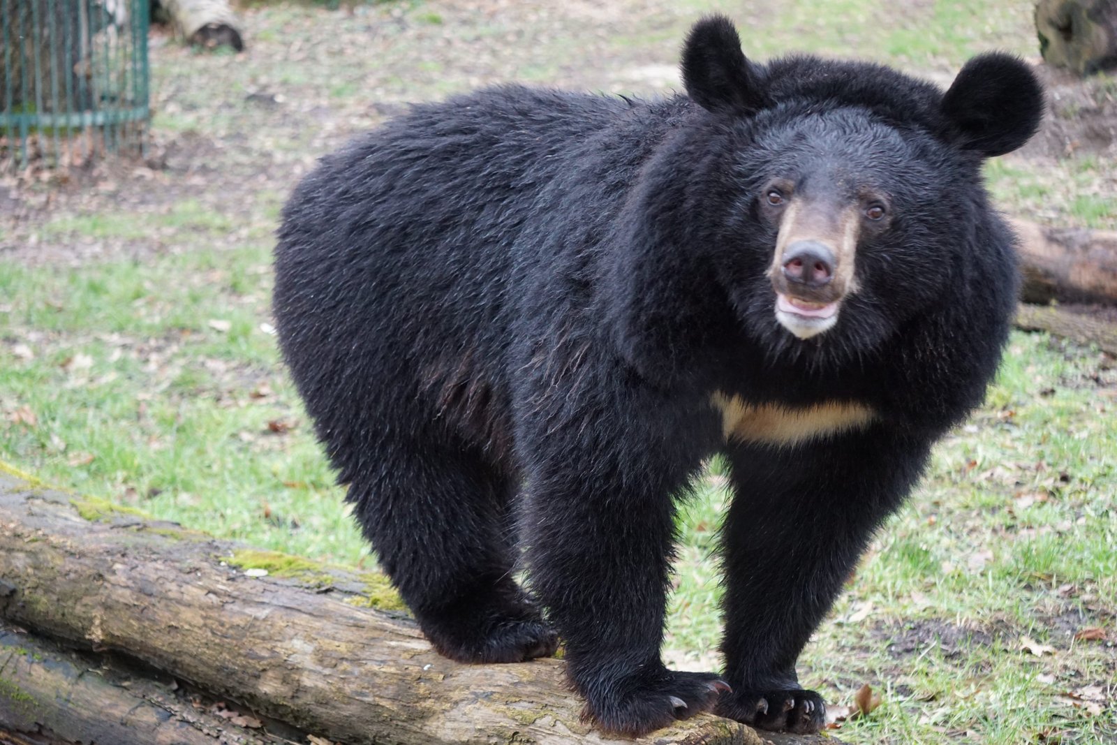 Ussurischer Kragenbär Dmitry