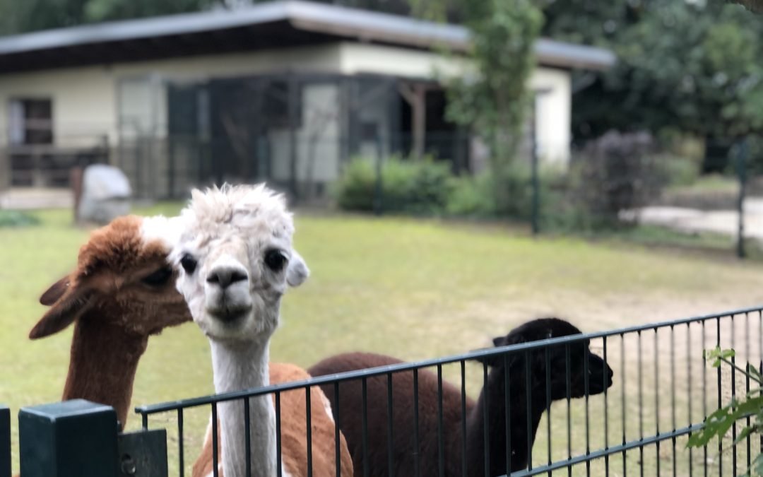 Alternativen zum Leipziger Zoo – Teil 2