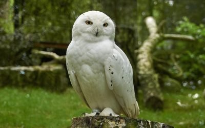 Auf den Spuren von Harry Potter und Co.